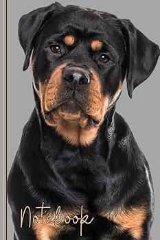 (極美品)kj着rottweiler DOG PHOTO TEE cootie 71eayALFa5L._AC_SY350_QL65_.jpg