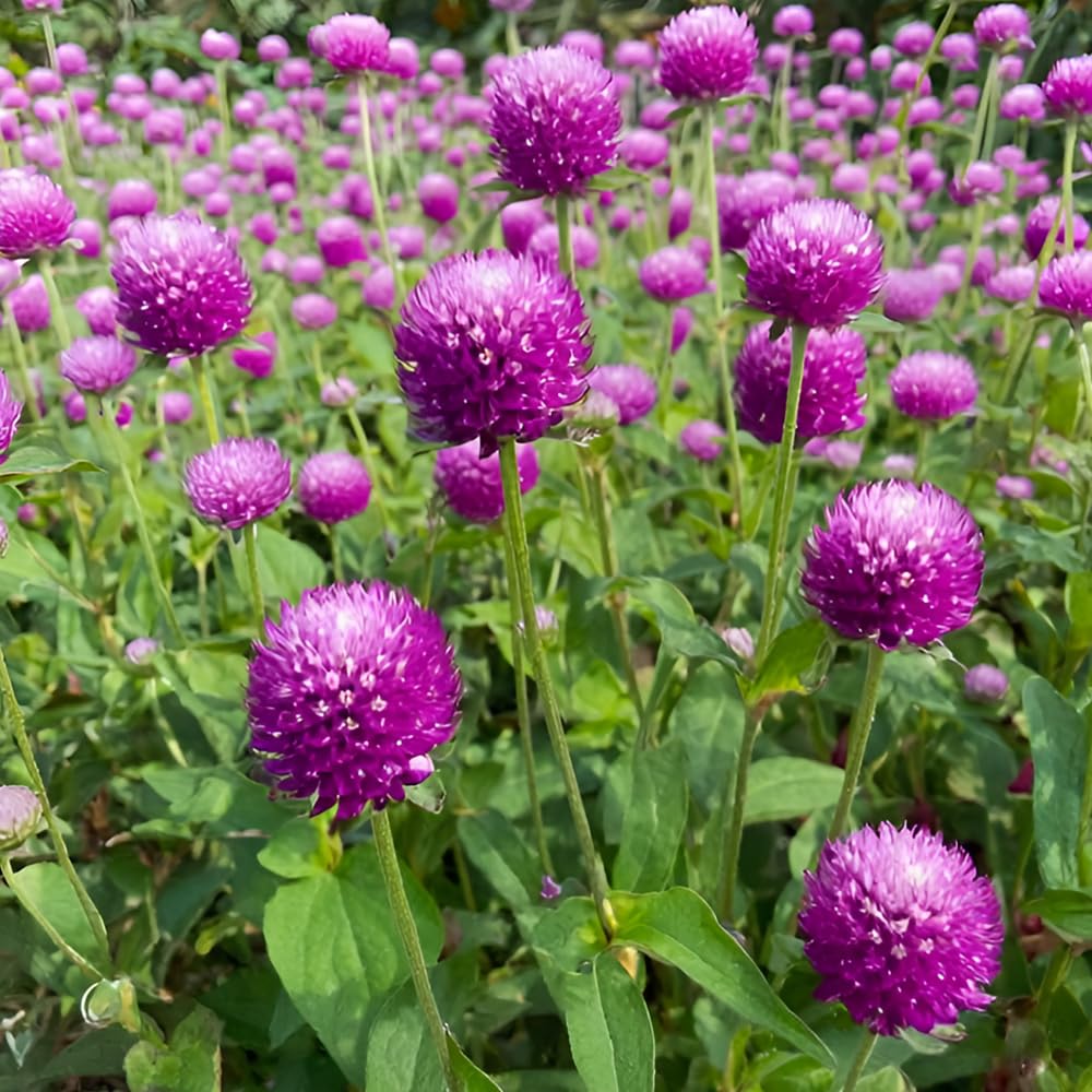 Gomphrena Atomic Purple Seeds – Versatile, Low Maintenance, Long Flowering Blooms – Half Hardy Annual – for Your Beautiful Garden