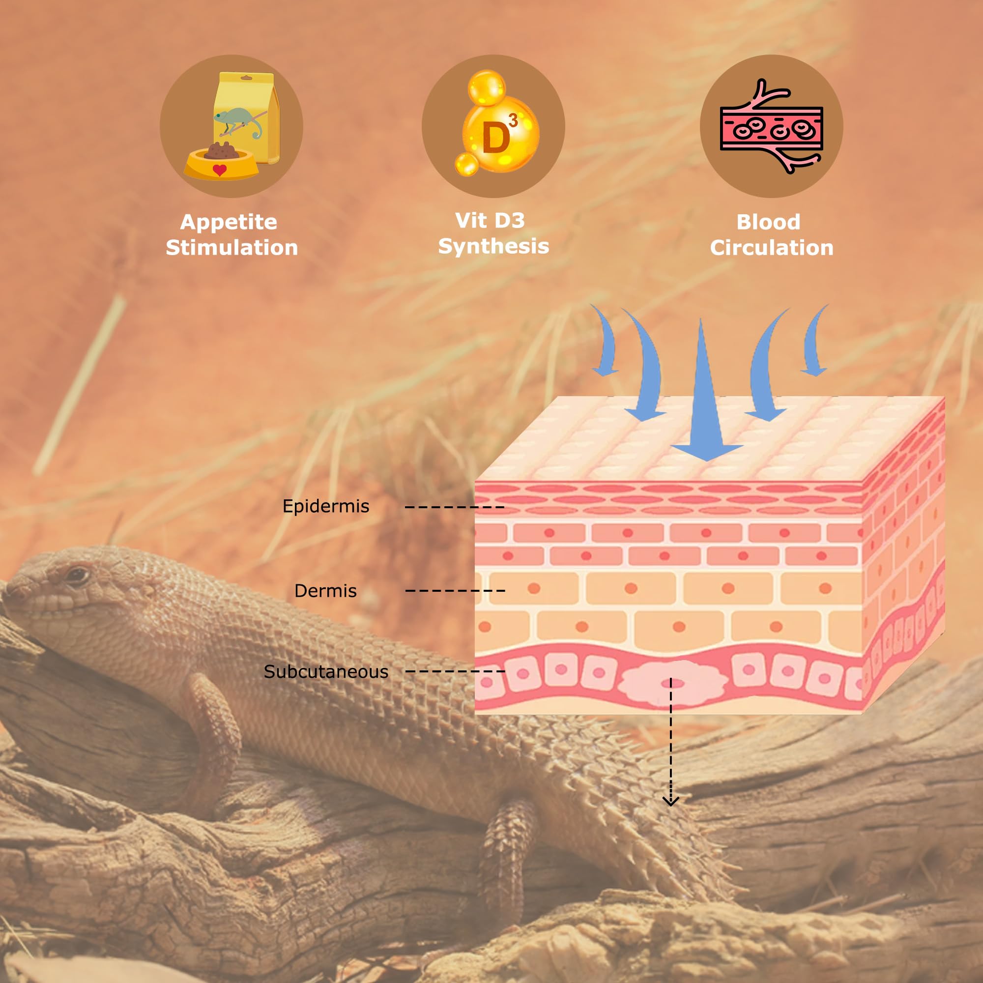 UVB 10.0 Reptile Light 26W, Compact Fluorescent Lamp, Coil UVB Desert Bulb for Bearded Dragons, Lizards, Tortoises, Snakes & Reptile Tanks - image 7