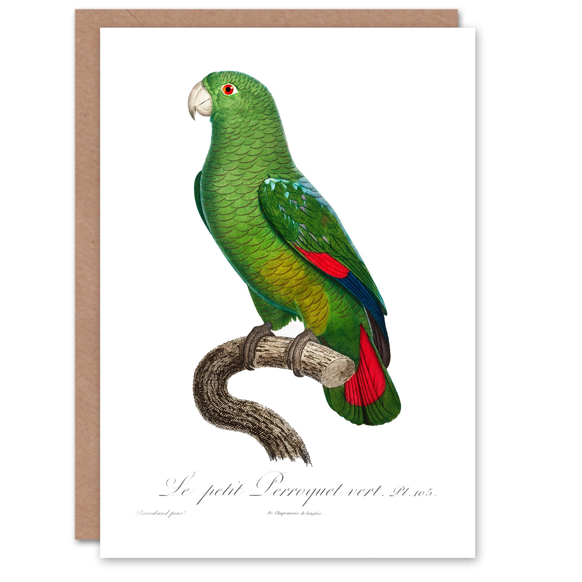 Artery8 Francois Levaillant Art Card The Black Billed Amazon Parrot