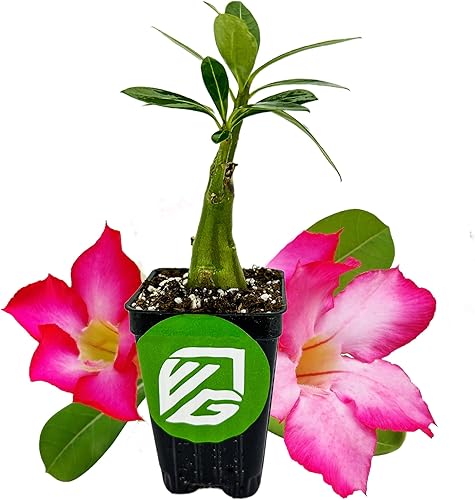 Planta viva rosa del desierto - Adenium obesum - Wellspring Gardens Starter Plants