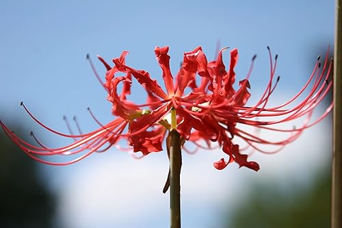 Miniatura 2 de The Southern Bulb Company - Bombillas de lirio de araña roja (Lycoris Radiata), perenne que florece en otoño, perfectas para climas del sur, paquete