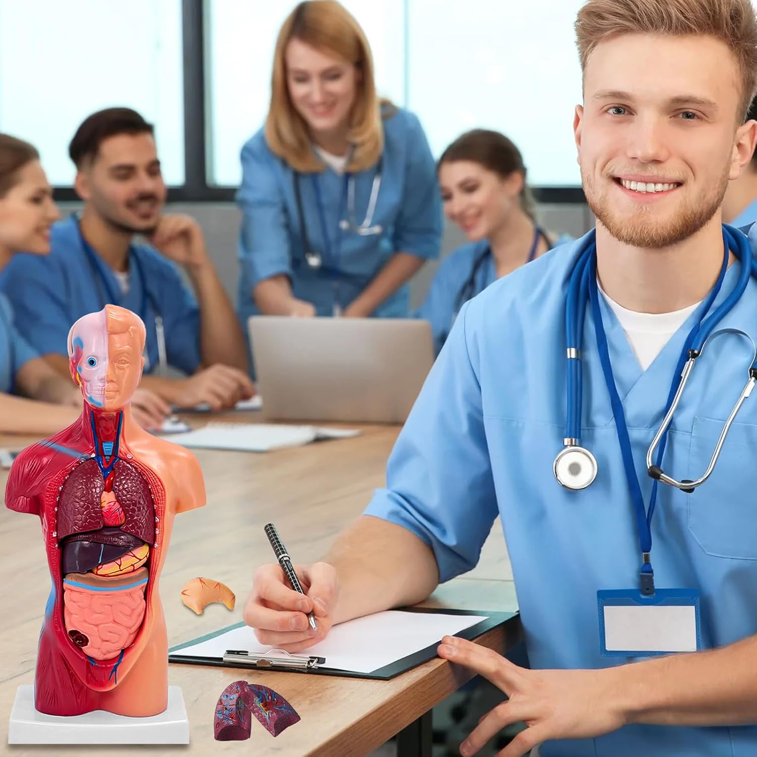 11 Inch Small Human Body Model for Anatomy Study - 15 Detachable Parts Educational Torso with Internal Organs, DIY Assembly Anatomy Model for Students, Teachers, and Medical Healthcare Professionals - Image 4