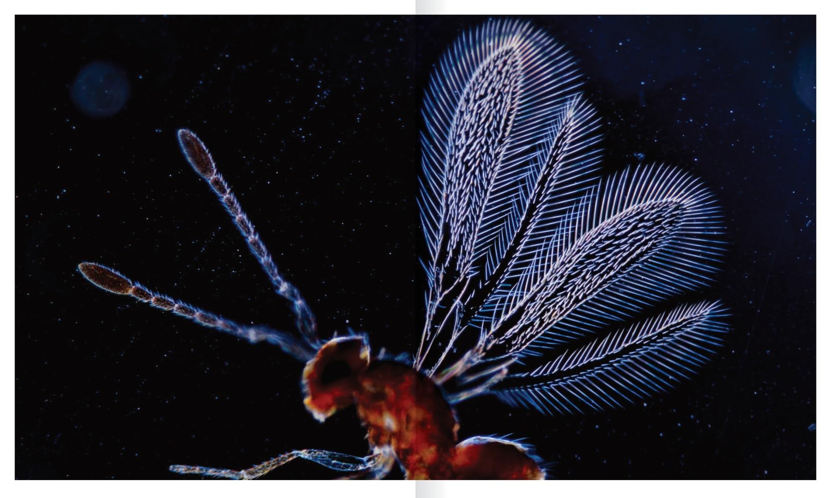 The Shape of Nature: Intricate Patterns of Life