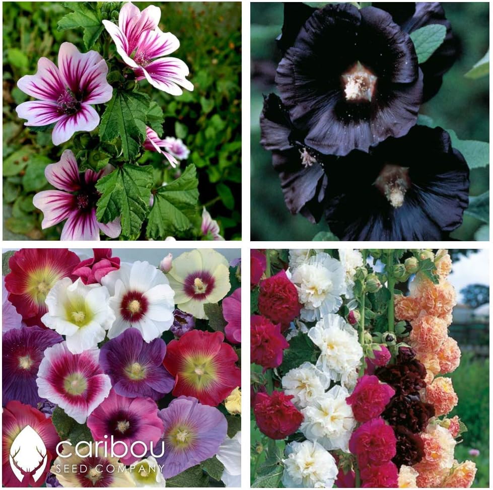 Canadian Lilac seeds Organic 30 heirloom seeds Amazon.ca Patio, Lawn