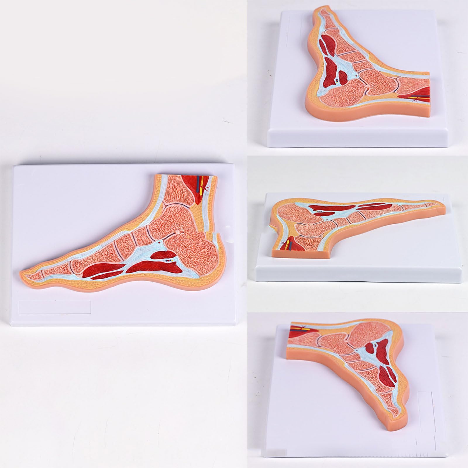 Anatomiczny model stawu skokowego ze strukturą mięśni i więzadeł oznaczonych kolorami do nauczania komunikacji z pacjentem przenośny