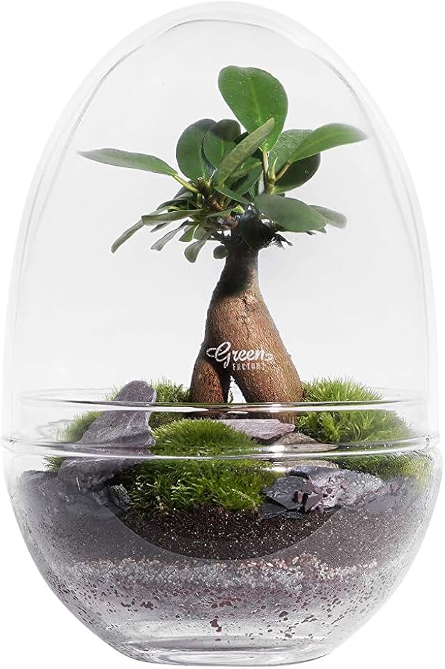 Amazon.fr terrarium plante