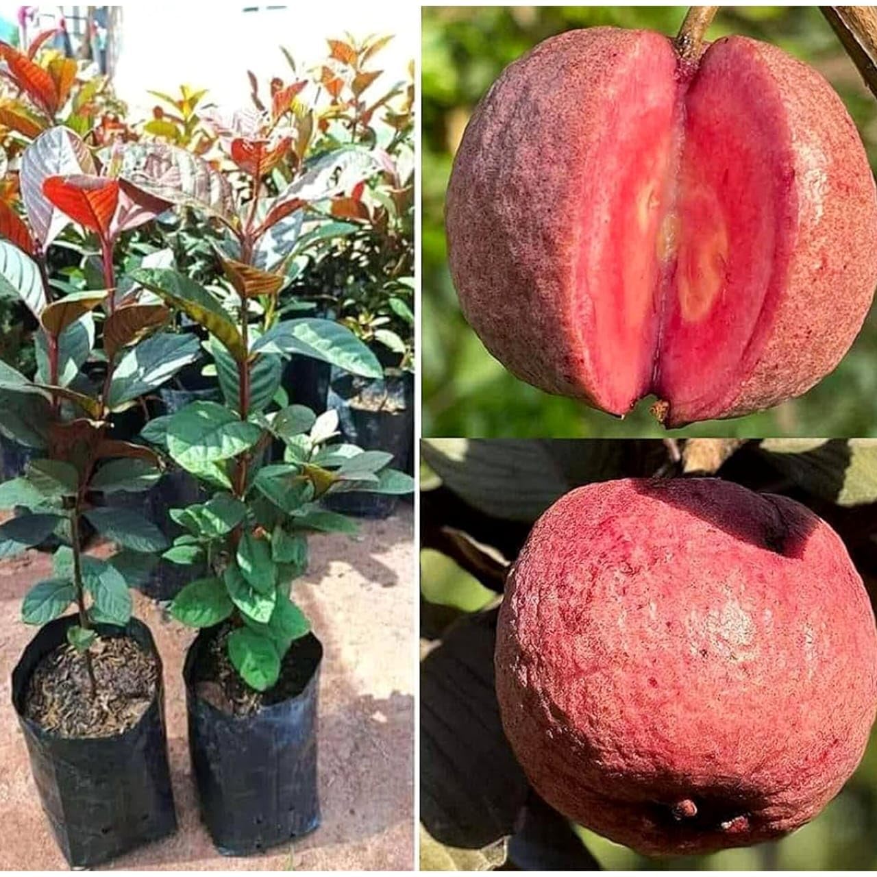 Royal BLACK DIAMOND GUAVA Grafted Live Plant – [Rare Deep-Purple/Black Variety] | Exotic Dark Foliage & Ruby-Red Sweet Pulp, High Yielding | Elite Specimen for Terrace Pots (Pack of 1)-image-37