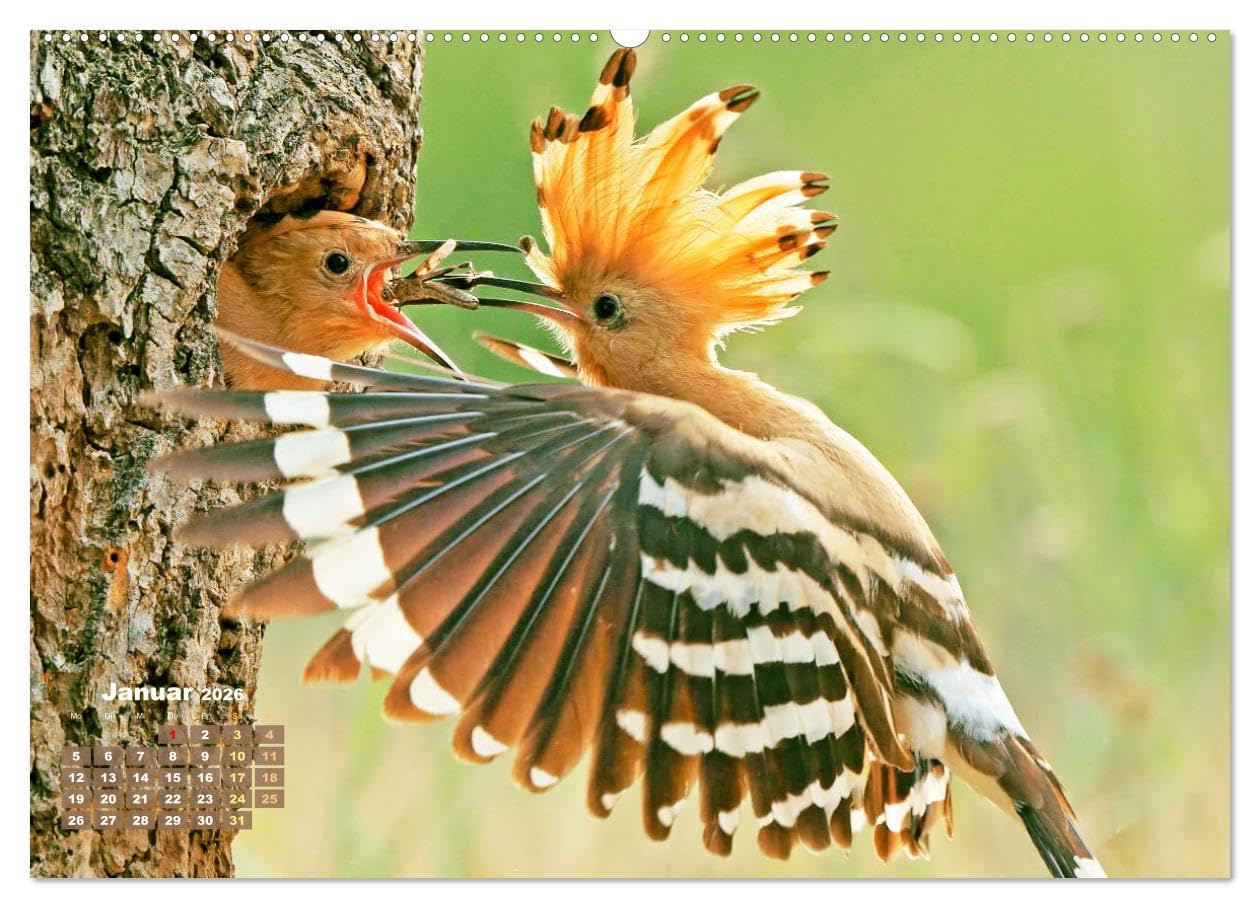 Vögel in unserer Heimat: Kiebitz, Wiedehopf und Turteltaube (hochwertiger Premium Wandkalender 2026 DIN A2 quer), Kunstdruck in Hochglanz: ... Vogelfreundes höher schlagen (CALVENDO Tiere)