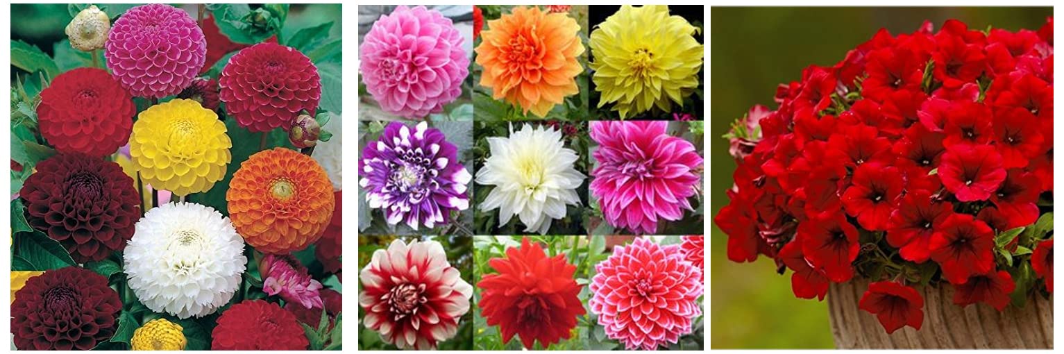 See full amazon price history chart for Creative Farmer Flower Seeds : Long Lasting Flower Dahlia-Bambino Mix & Flower Seeds : Dahlia-Pompon Mia Mix Hybrid Seed Packet Garden & Flower Seeds : Petunia-Scarlet Red Seeds Creative Farmer Flower Seeds : Long Lasting Flower Dahlia-Bambino Mix & Flower Seeds : Dahlia-Pompon Mia Mix Hybrid Seed Packet Garden & Flower Seeds : Petunia-Scarlet Red Seeds (B09SYPL4HG) Amazon Price History, Amazon Price Tracker