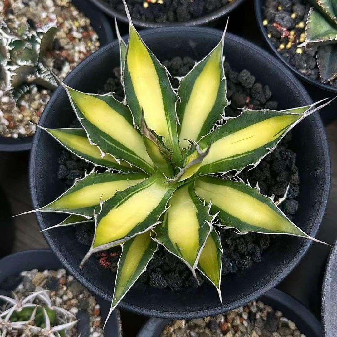 蝶の樹 Tree #004 蝶の樹 Butterfly Tree #004 出版物 of