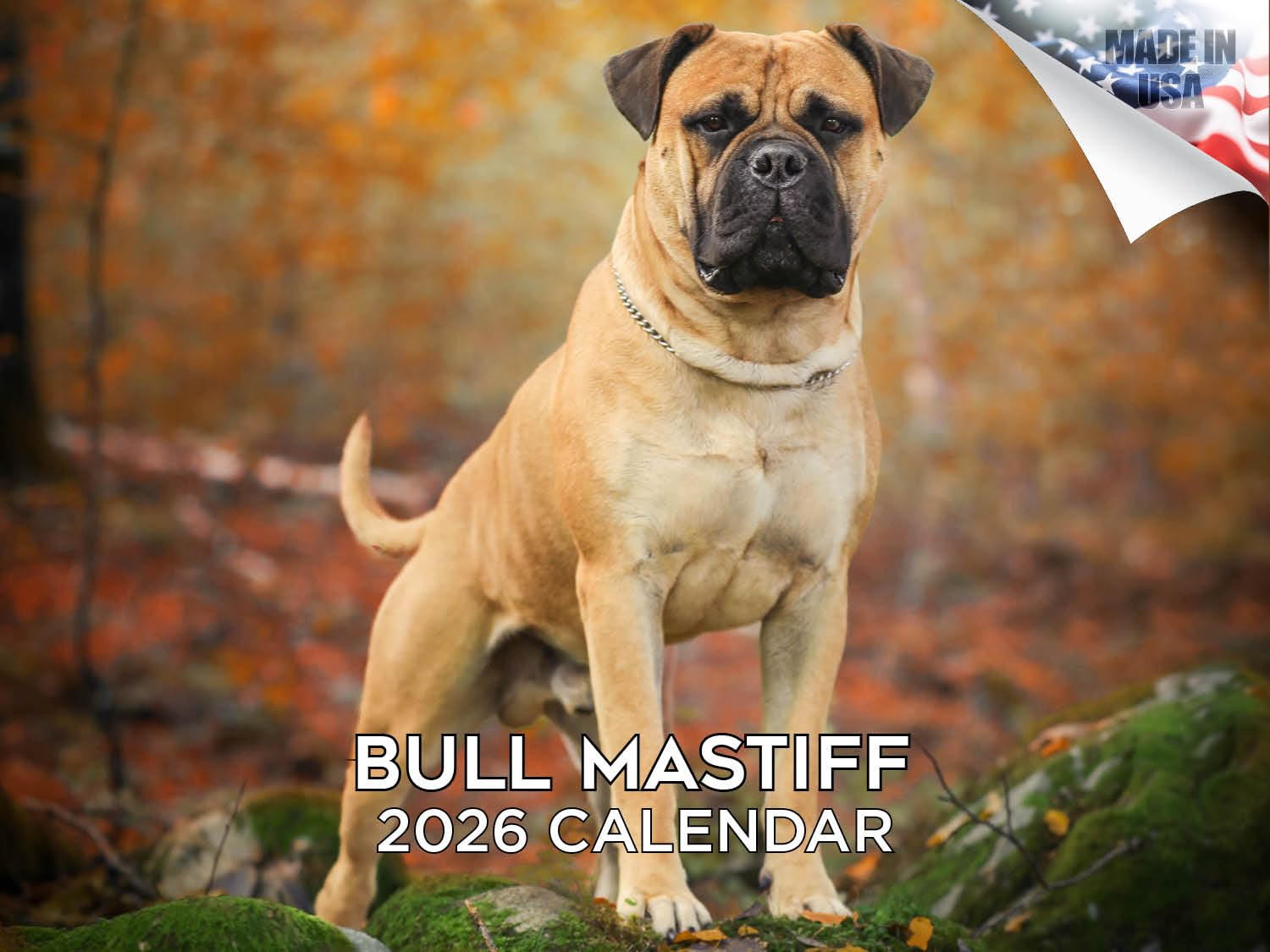 Calendario mensual de pared 2024 2025 con diseño de toro mastín – Calendario mensual de pared de raza de perro – 12 x 18 pulgadas abierto – Papel grueso que no se corre – Regalo – Planificador
