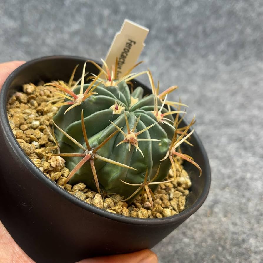 Amazon.co.jp: 鉢ごと発送フェロカクタス 日の出丸 Ferocactus