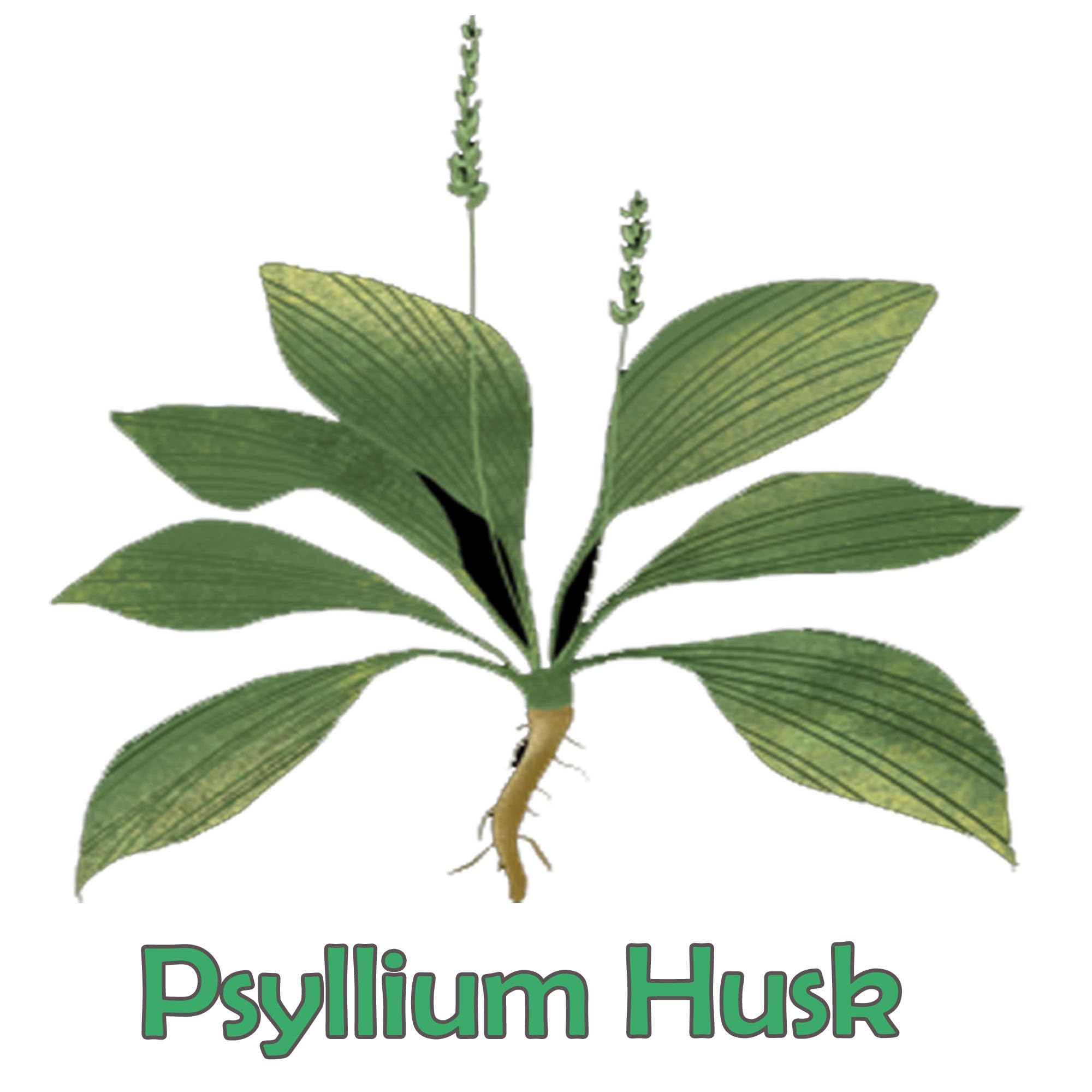 Flohsamenschalen (Psyllium Husks) gemahlen im 3kg Beutel, eine natürliche, geschmacksneutrale Ballaststoffquelle für den täglichen Bedarf von Hund, Katze und Pferd