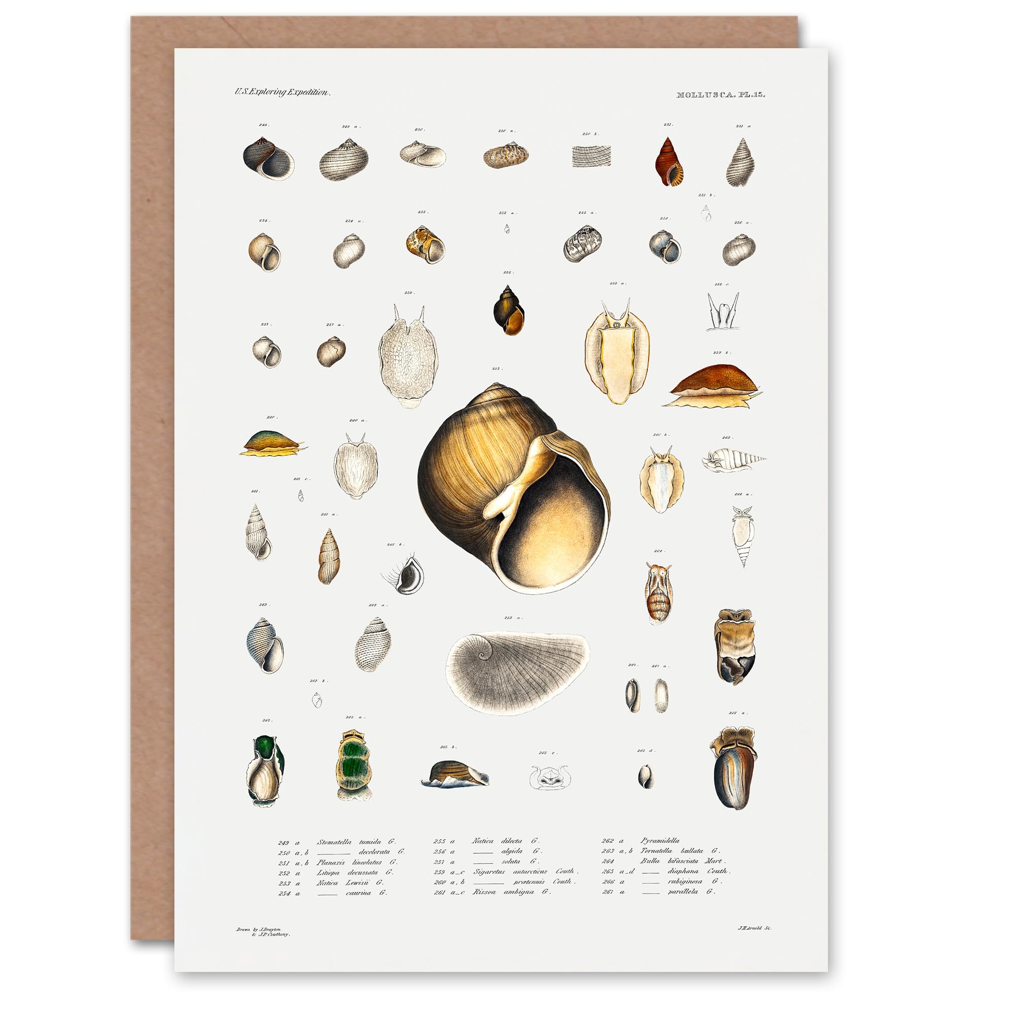 Artery8 Augustus A Gould Art Card Sea Snail Shell Varieties Set