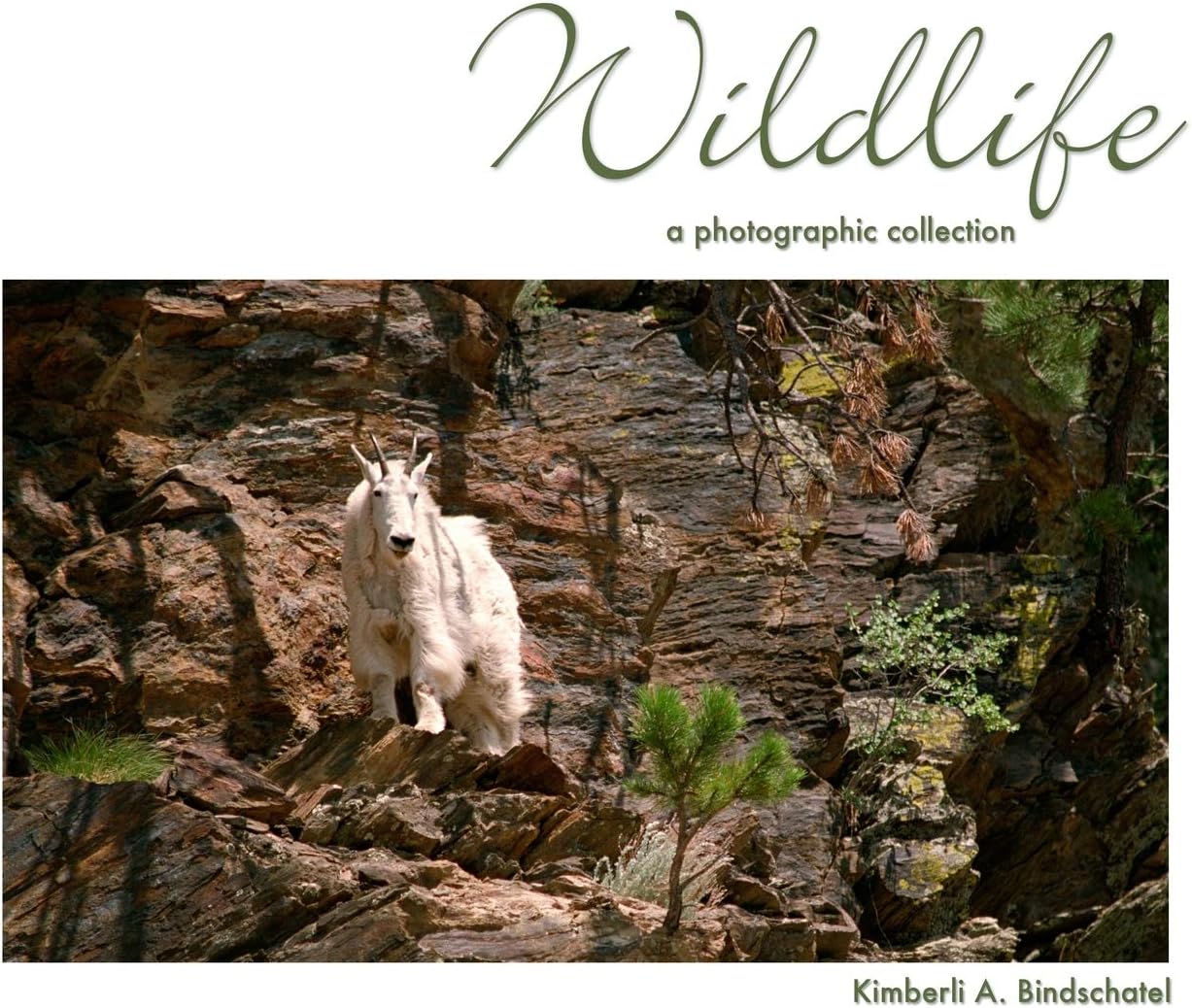 Wildlife: a photographic collection