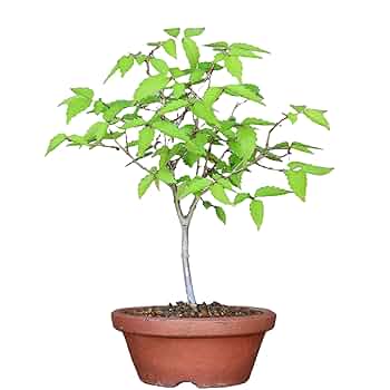 Amazon.co.jp: 『欅』けやき 小品盆栽【泰寿園 Online】 : DIY