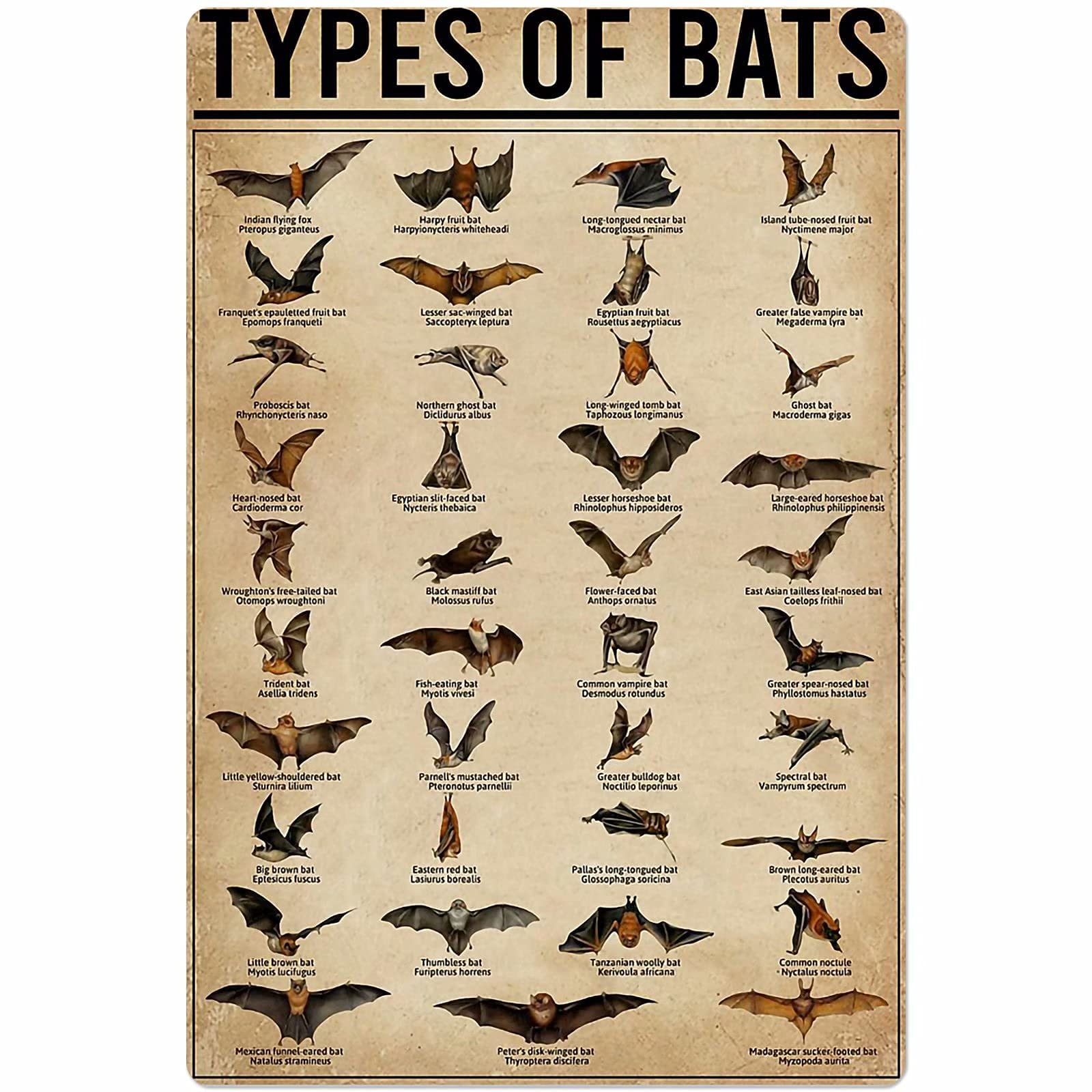 Bats Types Posters Retro Wall Decor Metal Signs Animal Science Knowledge Home Decor Room Decor Club Printing Plaque 8x6 Inches