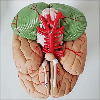 Study Model Educational Model Human Brain Anatomy Model 1:1 Life Size Brain Model Removable 8 Parts Human Brain Cerebral Cortex Anatomical Model,Medical Models (Color : A) SaiFei