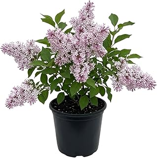 Lavender Lilac Tree, Compact Fragrant Flowering Lilac Shrub for Garden and Landscape, Lilacs in Quart Pot