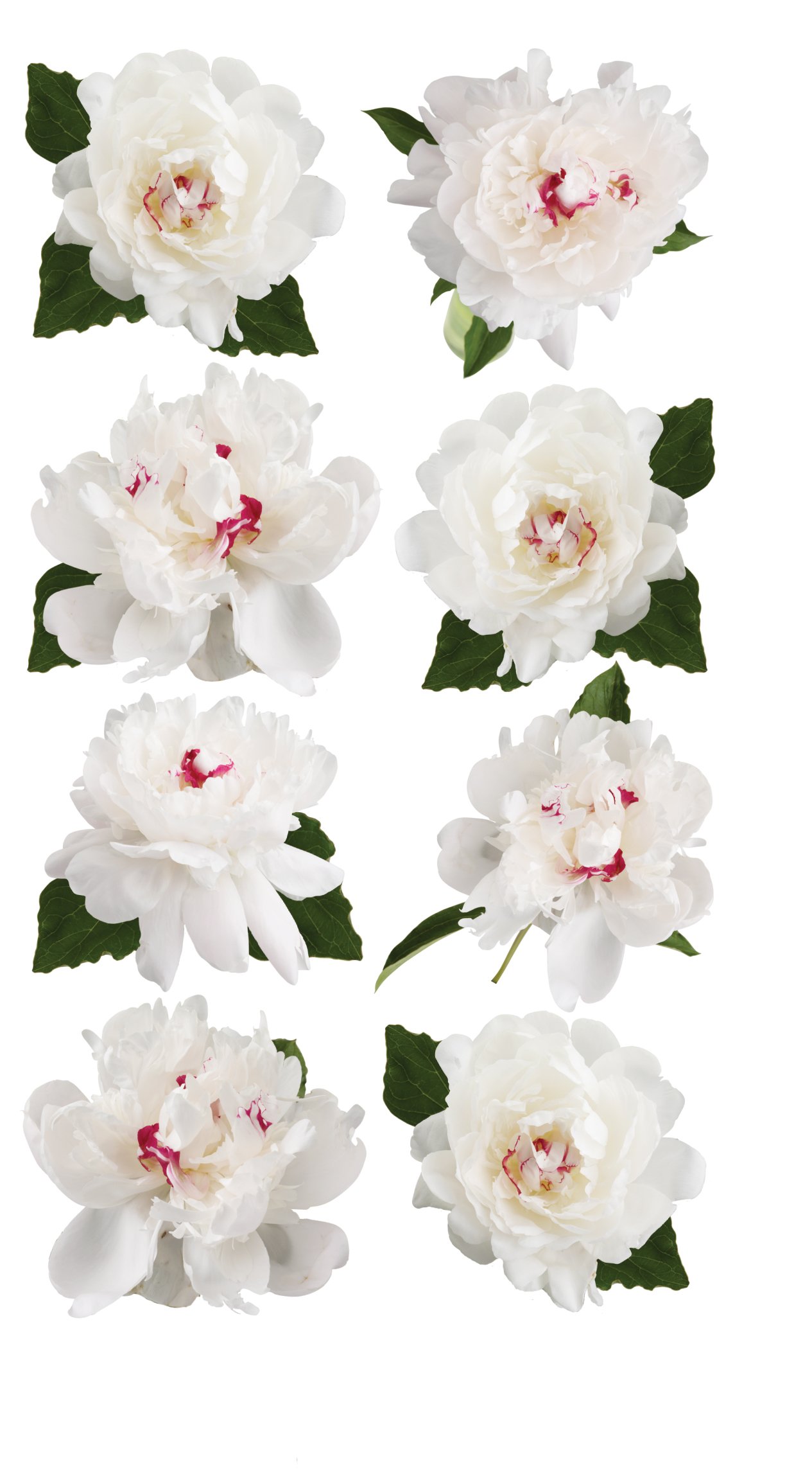 EK SuccessBrands Sticko Stickers, White Peony