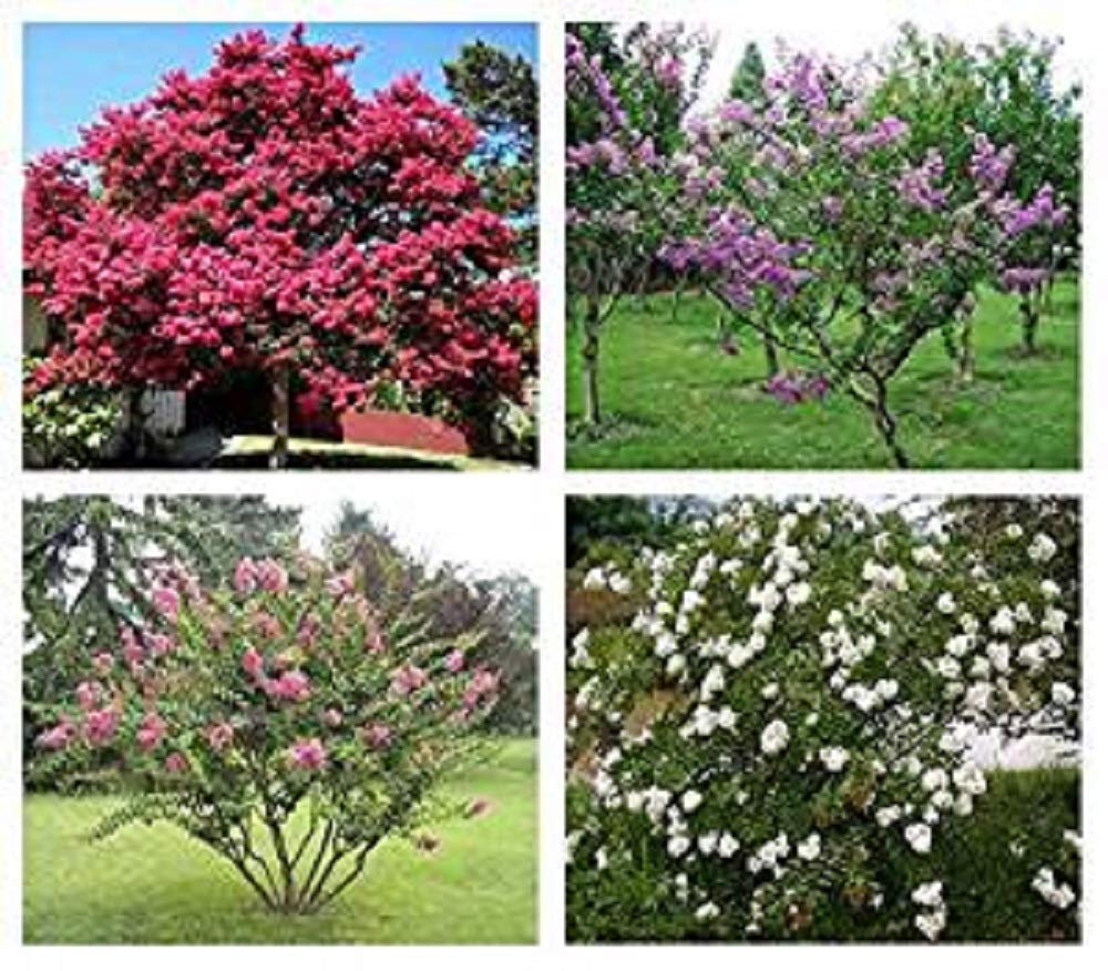 Buy 100 seed /bag rare flower Chinese Crape Myrtle Lagerstroemia indica