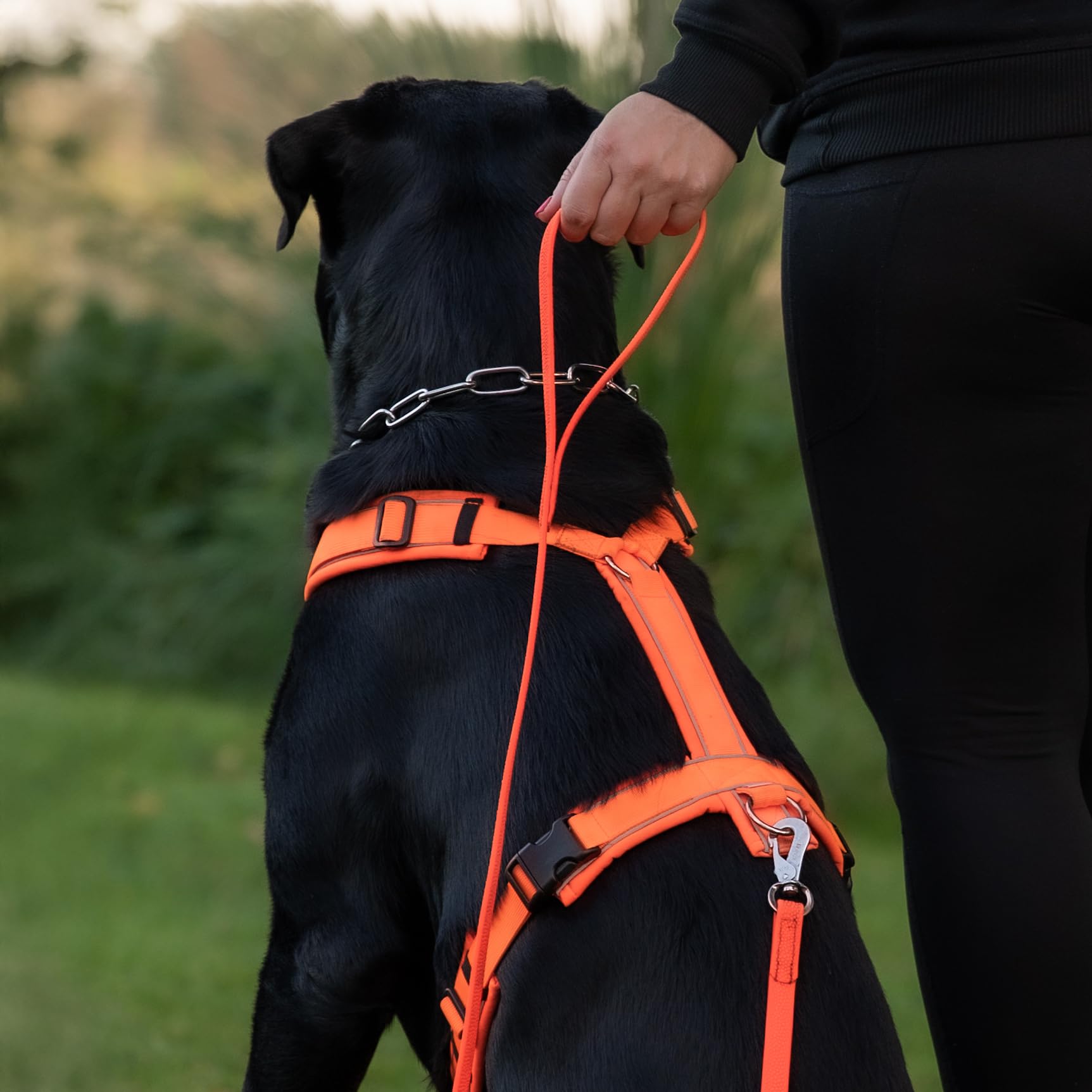 Sprenger Footballgrip BioThane® Schleppleine mit Handschlaufe, 10 m, 16 mm – Rutschfester Grip auch bei Nässe, extrem reißfest, Orange