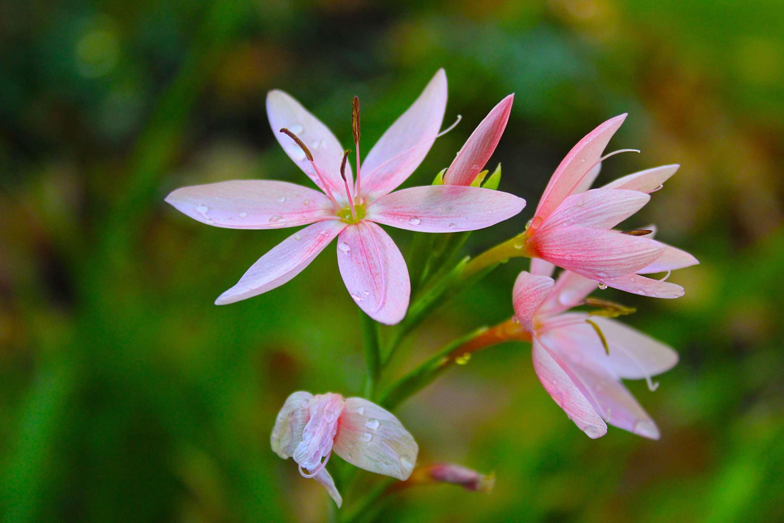 Lincsplants - Schizostylis coccinea 'Mrs Hegarty'-1 / 9cm Bareroot
