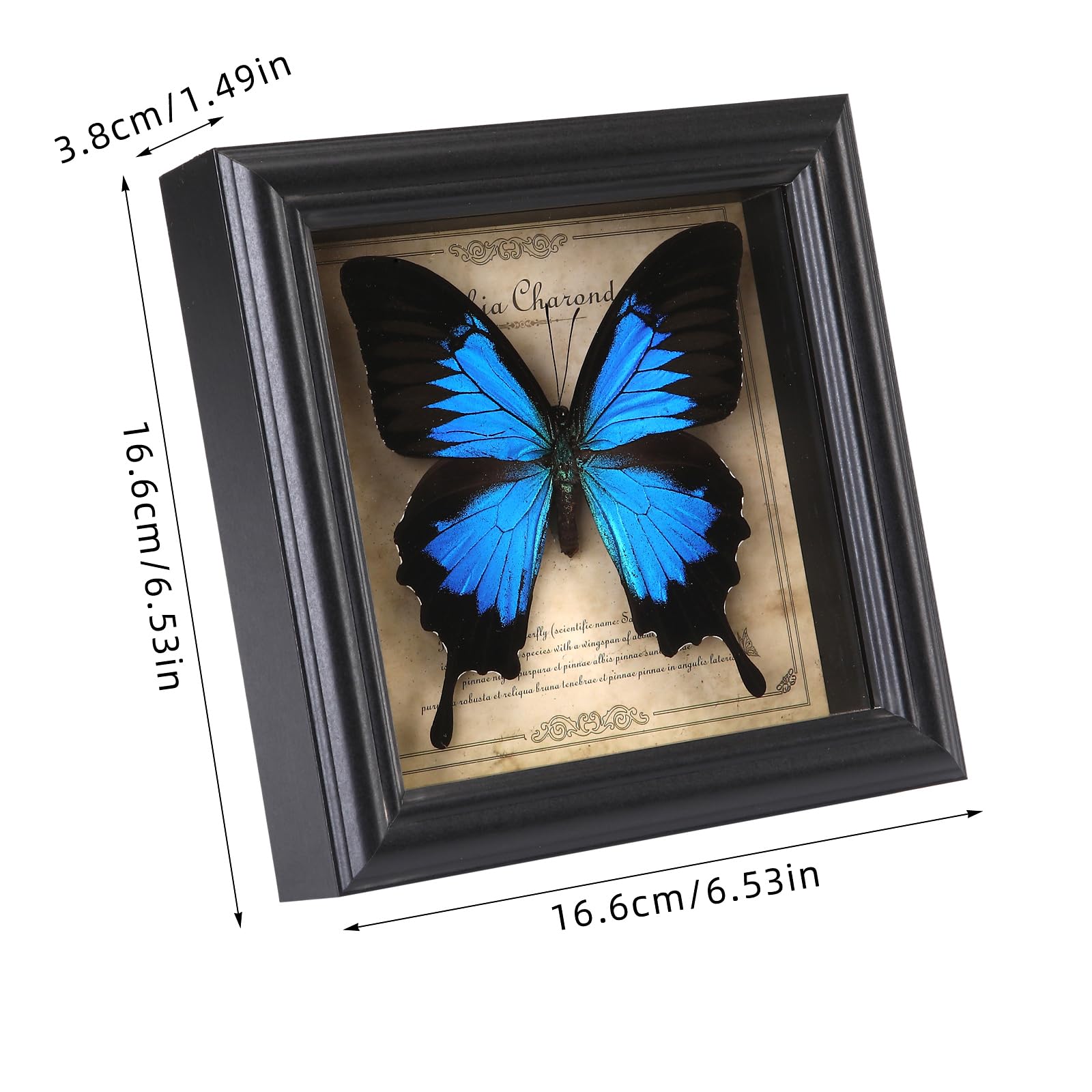 Marco de fotos de espécimen de mariposa, caja de sombra de mariposa real (mariposa de golondrina celestial)
