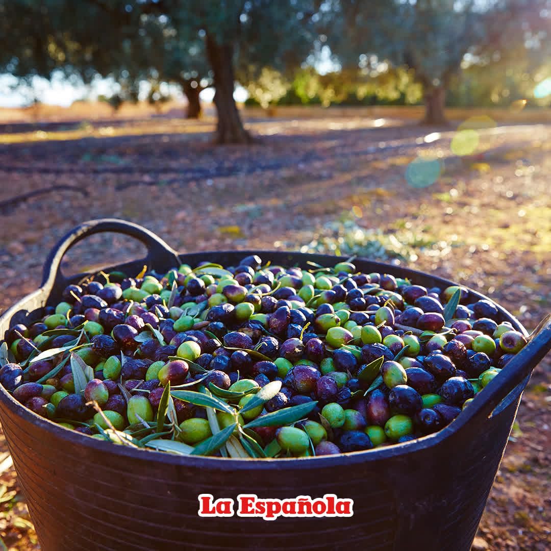 LA ESPAÑOLA La Espanola Extra Virgin Olive Oil, 50.7 oz