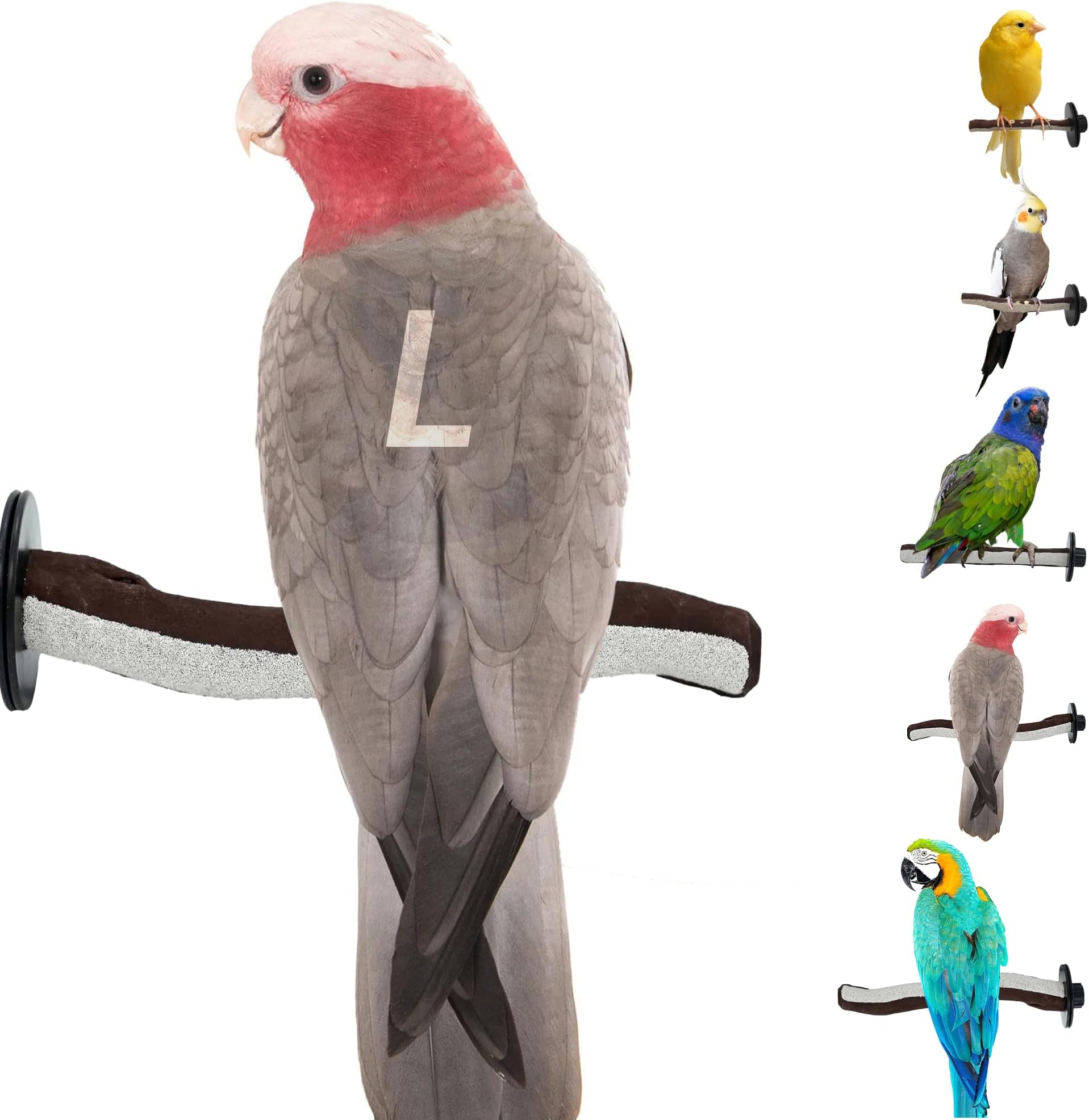 SWEET FEET AND BEAK Superoost Manzanita Pumice Pedicure Perch- Easy to Install Bird Cage Accessories for Healthy Feet, Nails and Beak - Natural Bird Perches Imitates Birds' Life in The Wild - L 12"