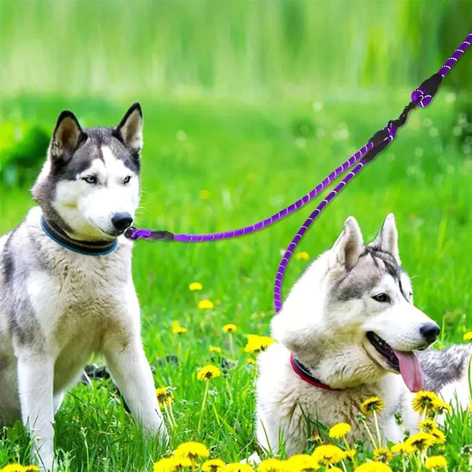 Correa Doble para Perros - Correa de Paseo giratoria 360 sin enredos para Perros pequeños