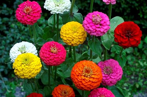 Miniatura 2 de Terry Zinnia Mezcla de semillas de doble flor para plantar alrededor de 100 semillas de flores anuales