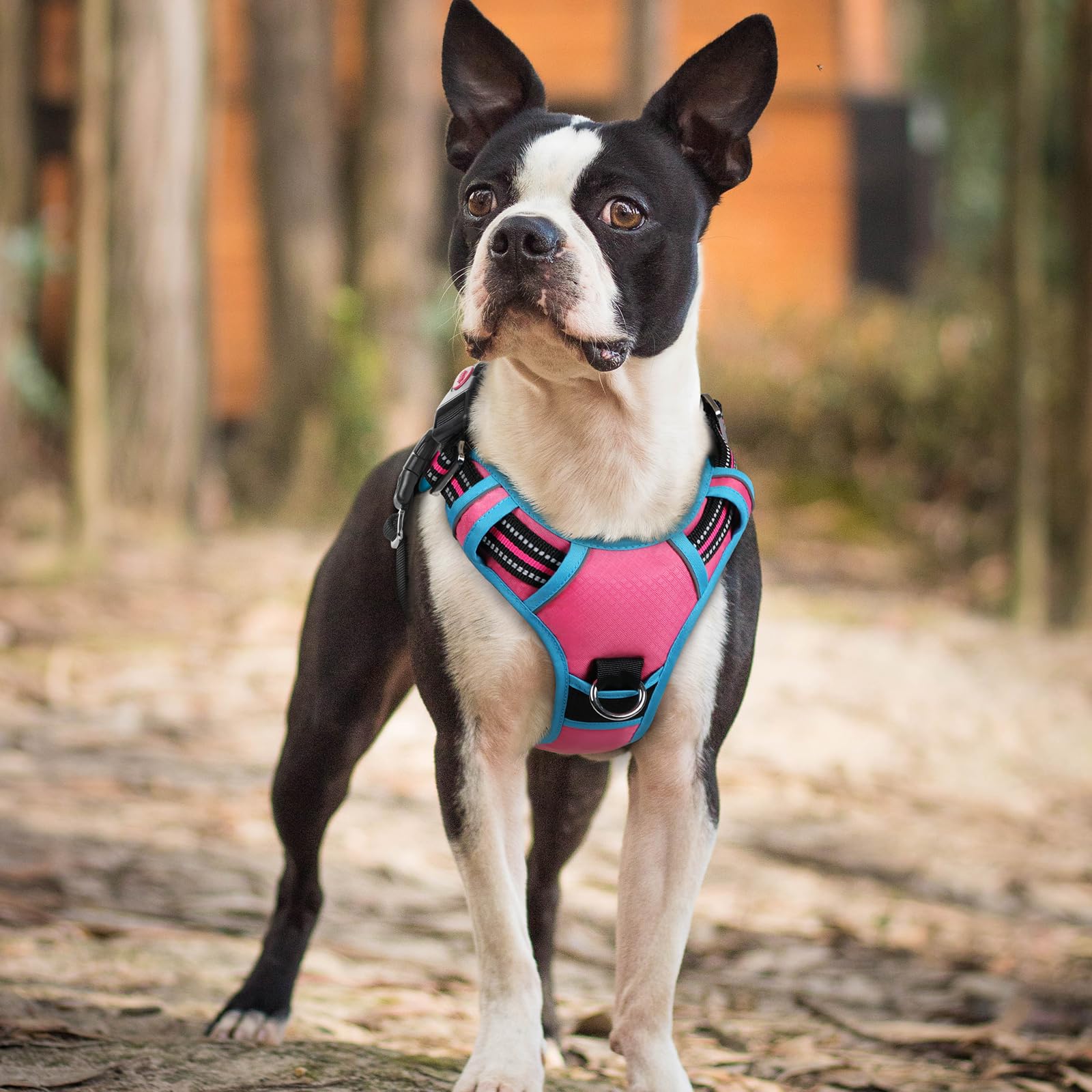 rabbitgoo Harnais pour chien de petite taille, gilet anti-traction pour chien avec 3 boucles, harnais rembourré doux réglable avec poignée de contrôle facile et bandes réfléchissantes, rose et bleu,