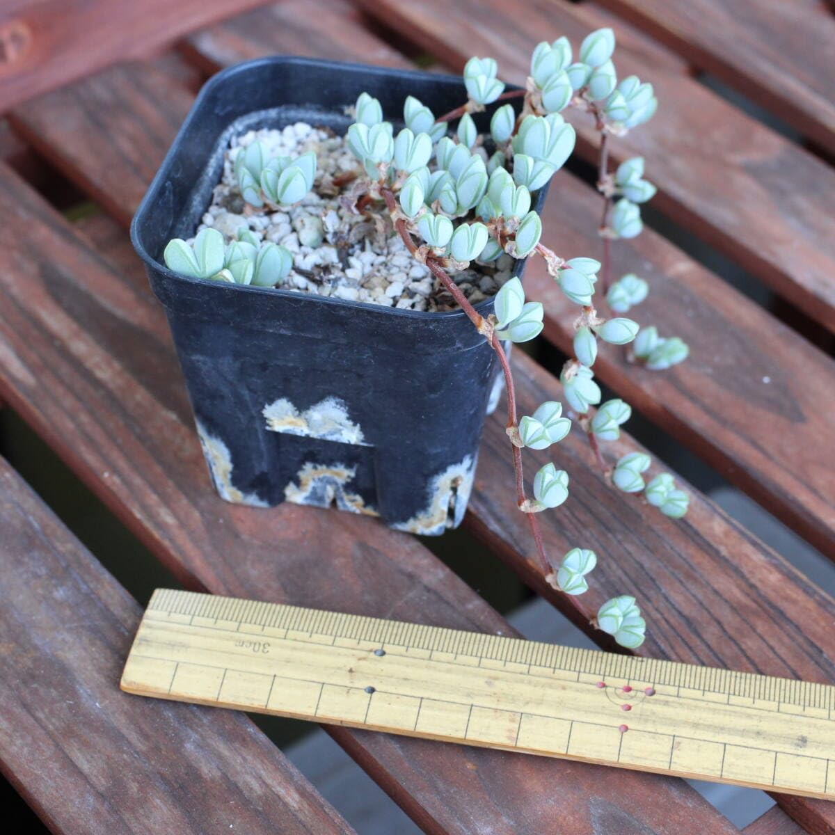 Amazon.co.jp: 多肉植物 エキヌス 碧魚連（へきぎょれん） 抜き苗です