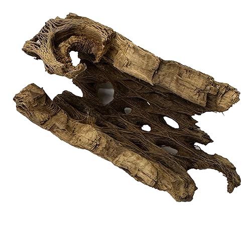 Natural Cholla Wood Chunk Air Plant Display Holders Individually Unique