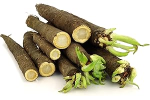 Seeds Salsify Black Root Scorzonera Heirloom Vegetable for Planting Non GMO