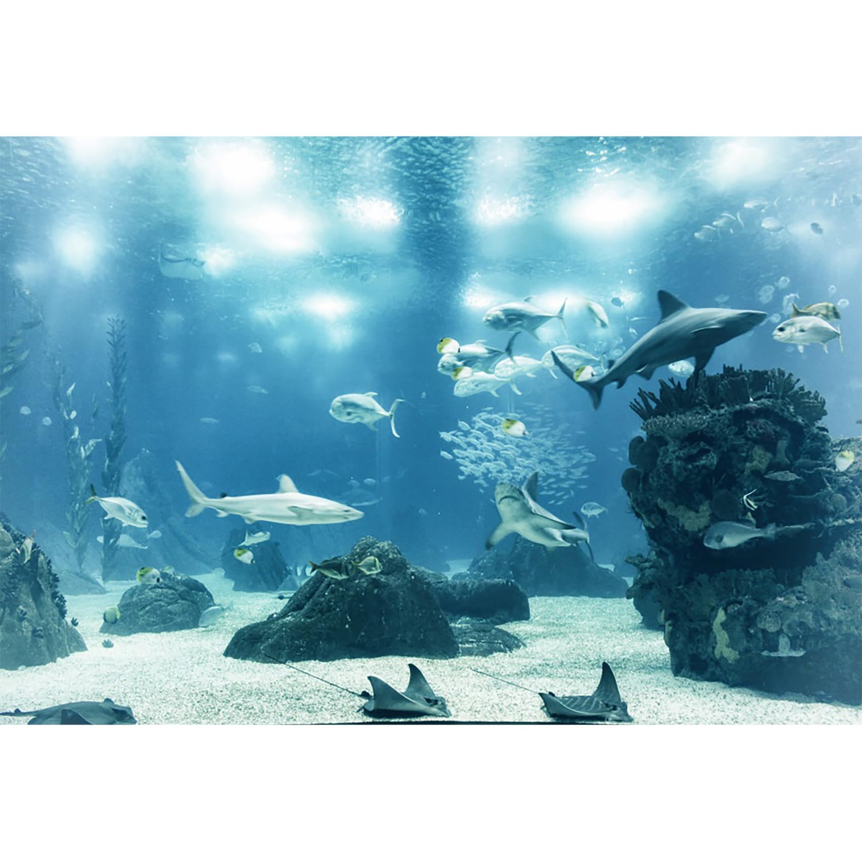Ttincceer Underwater World Backdrop 11x8ft Fish Tank Aquarium Submarine Landscape Background Fish Shark Coral Marine Life Photography Backdrop Newborn Birthday Party Decor Banner