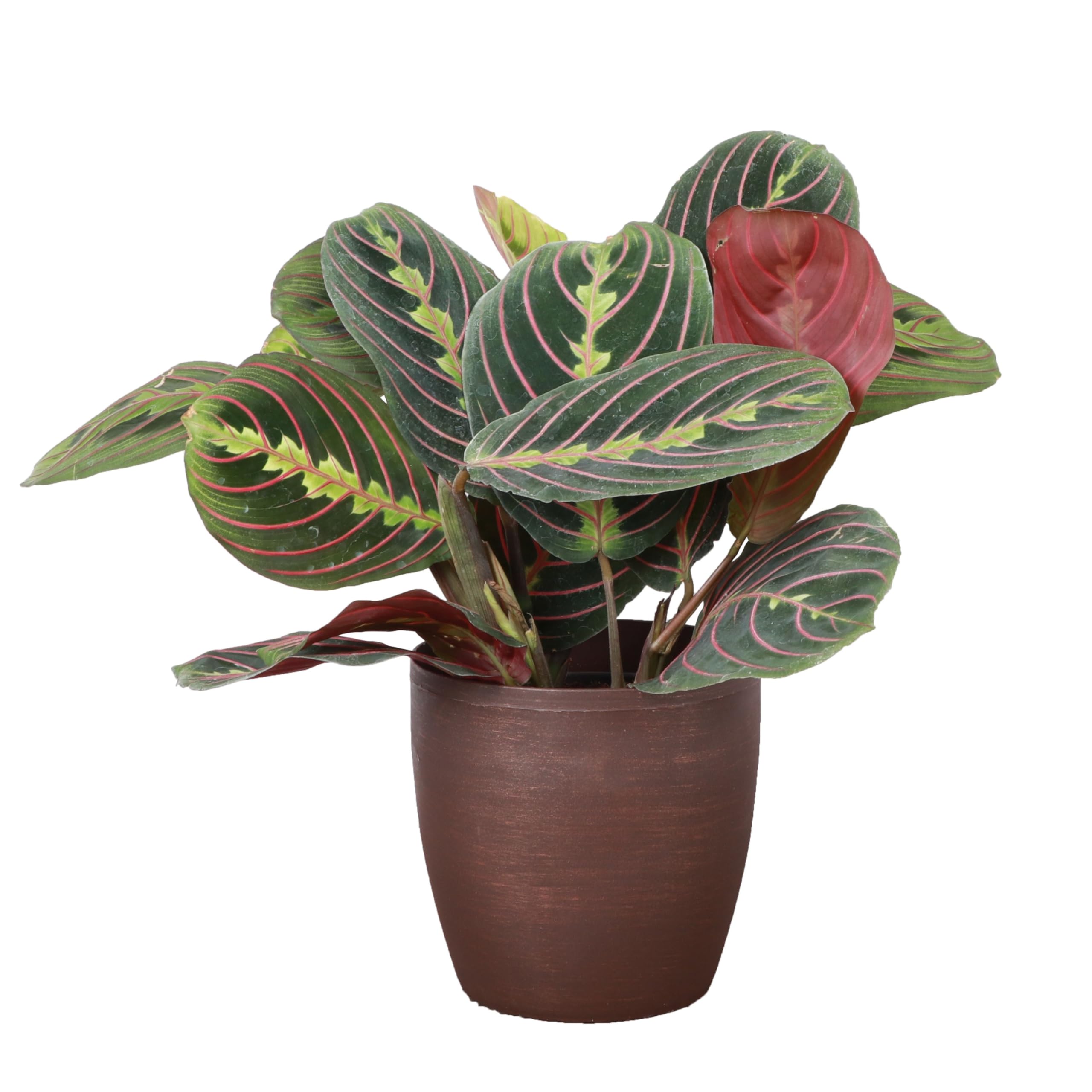 Thorsen's Greenhouse Red Prayer Plant