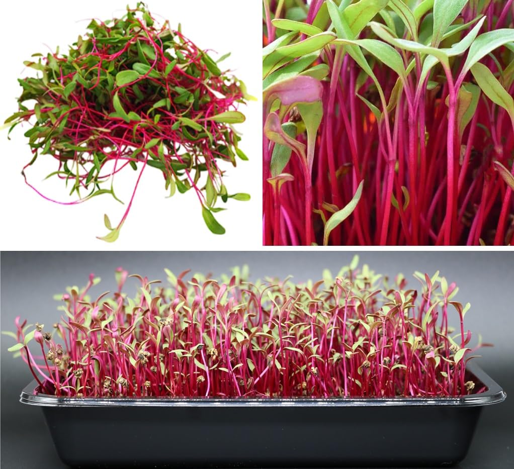 Beetroot Sprouting Seeds 1,00+ Microgreens