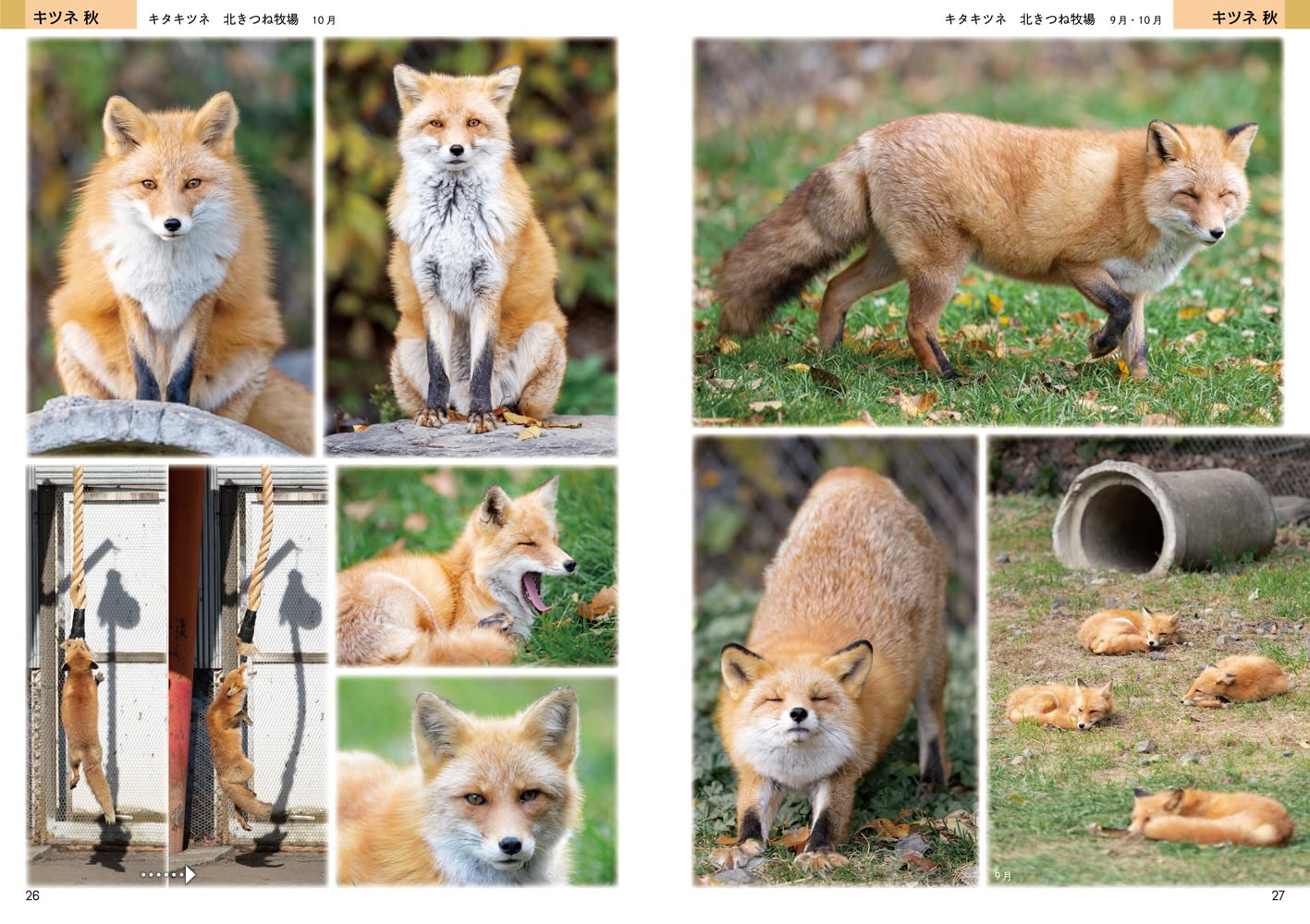 絵を描くためのキツネ タヌキ オオカミの写真集 Conta Cheng Ren 本 通販 Amazon