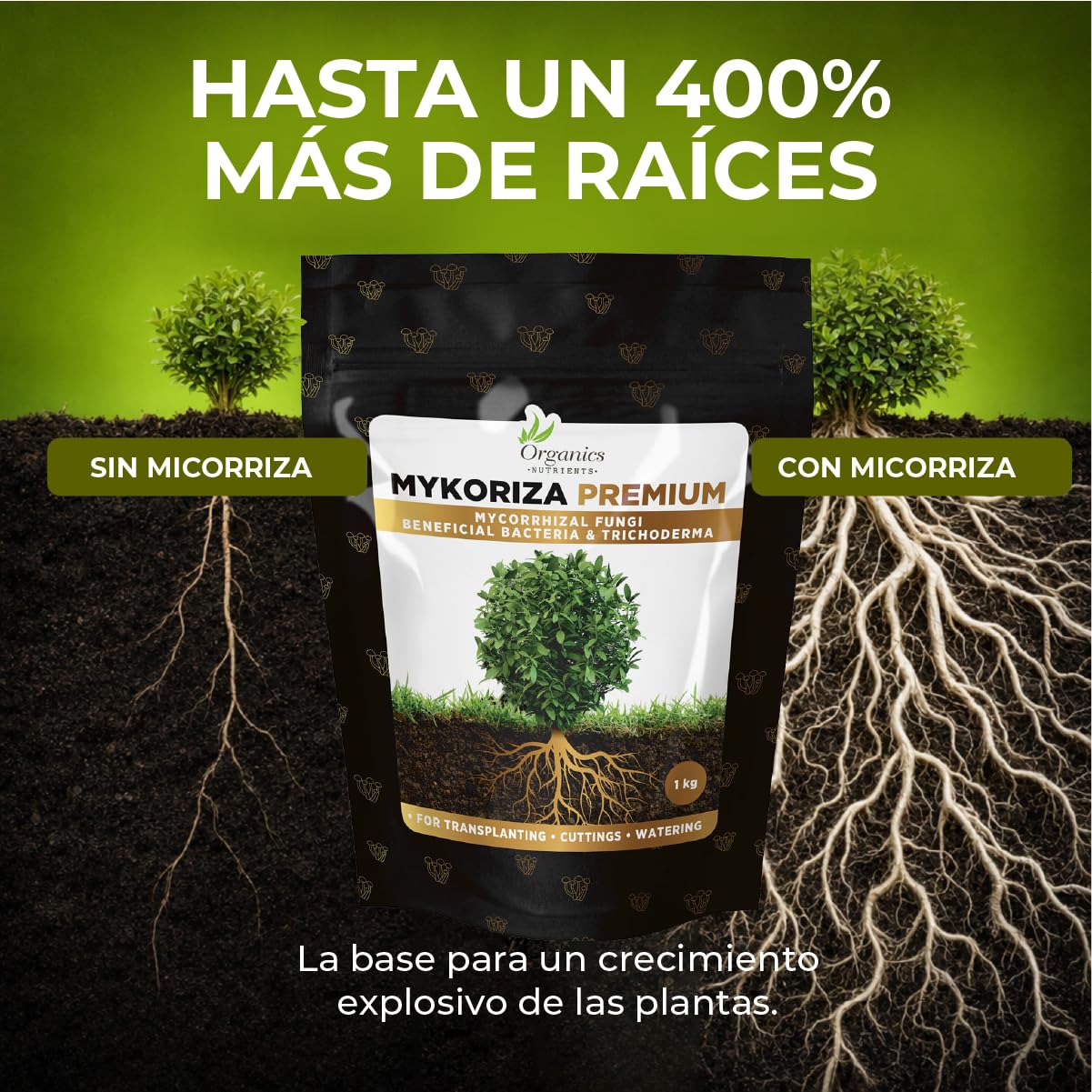 Mykoriza – Polvo Orgánico de Micorrizas con Hongos Endomicorrícicos y Ectomicorrícicos para el Crecimiento de Raíces, Absorción de Nutrientes y Cultivos (1KG)