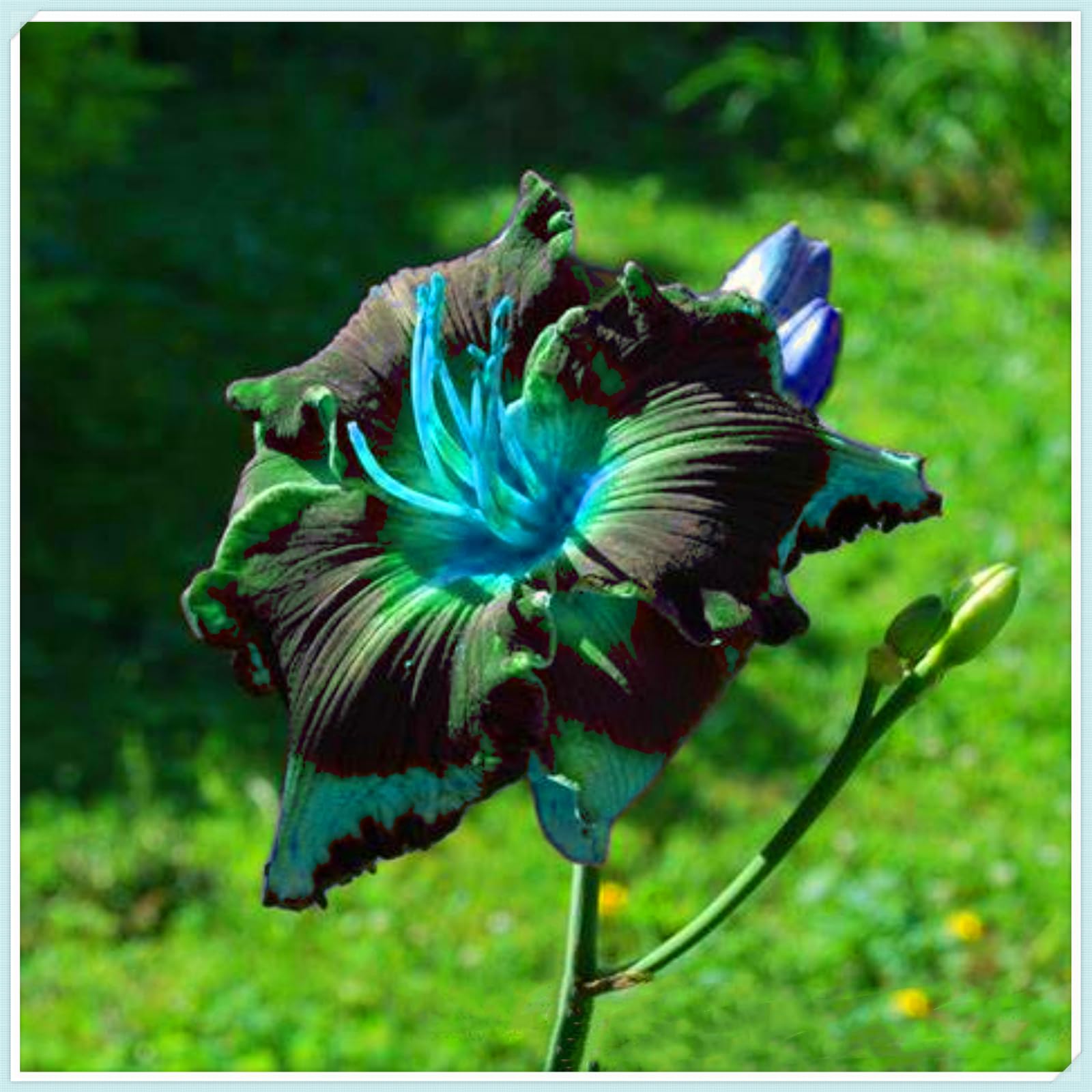 Perennial, Daylily Bulbs, Hardy, Professional for Beautiful Garden Displays-8 Bulbs-B