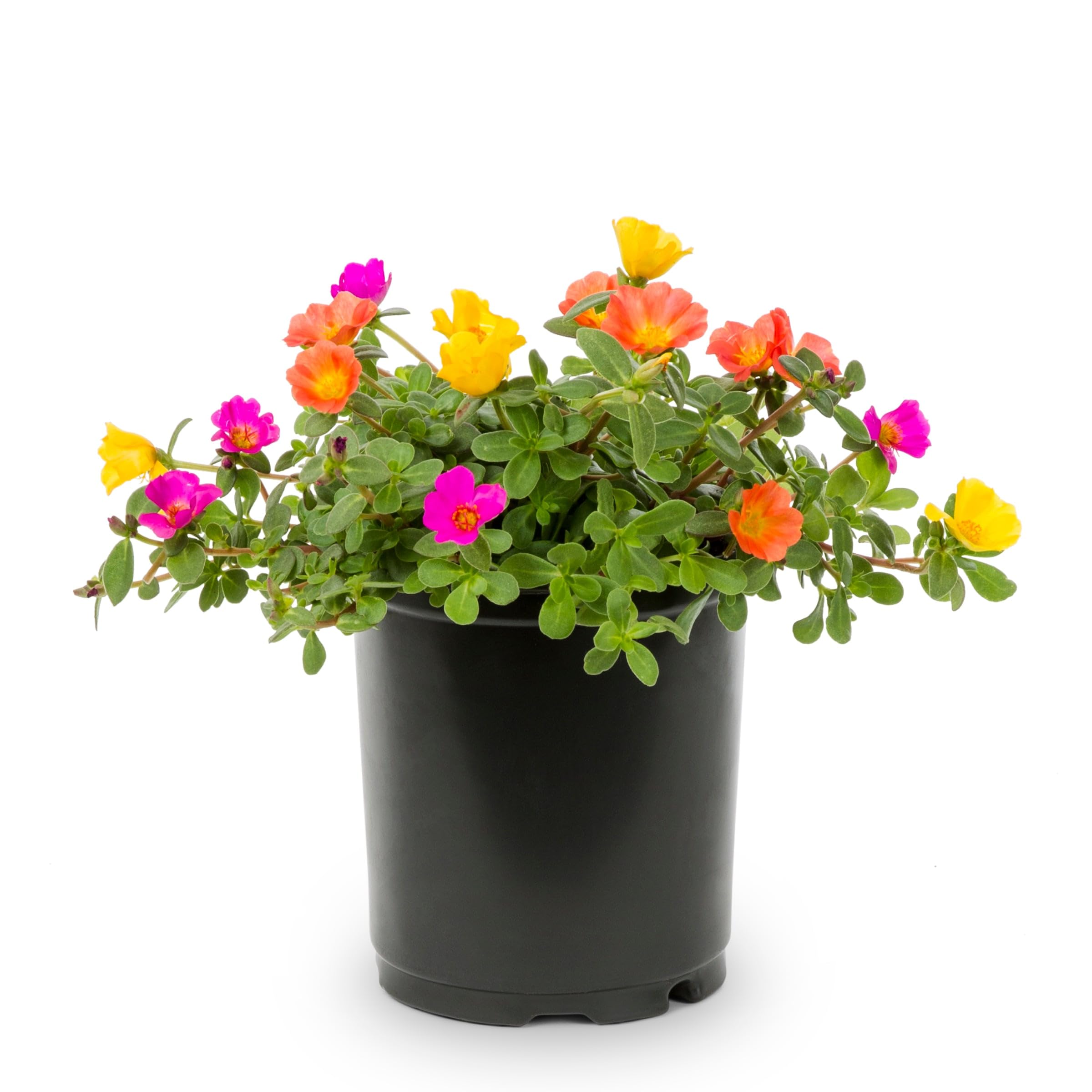 Office time flower plant (Pack of 1 Healthy plant) (B0D4TRP7TX) Amazon Price History, Amazon Price Tracker