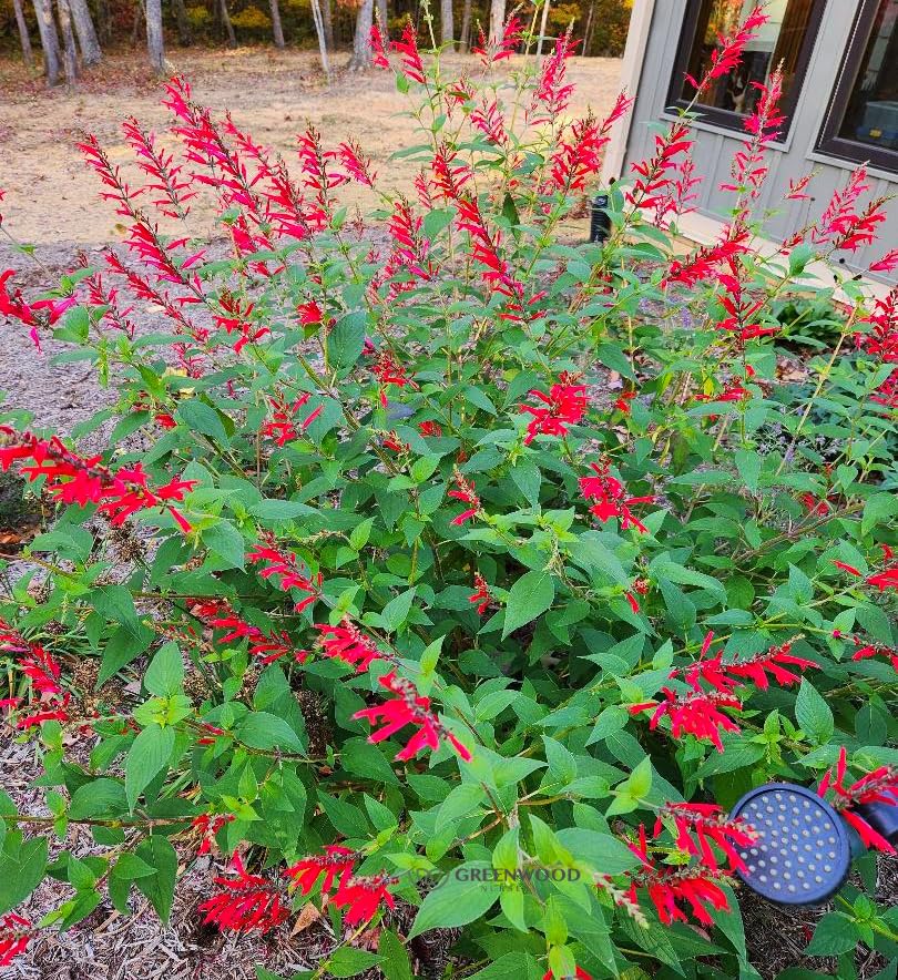 Greenwood Nursery Pineapple Sage + Salvia Elegans