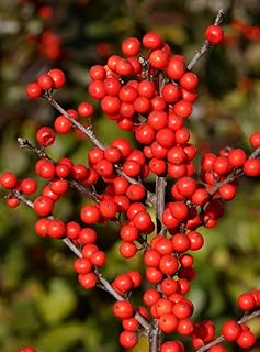 Berry Heavy® Winterberry - Ilex - Vivid - Also Bonsai! - Proven Winner