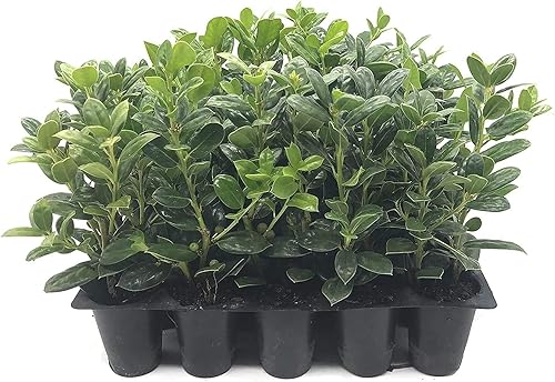 Enano Burford Holly - 10 plantas vivas - Ilex Burfordi Evergreen Seto bayas rojas arbusto de árbol