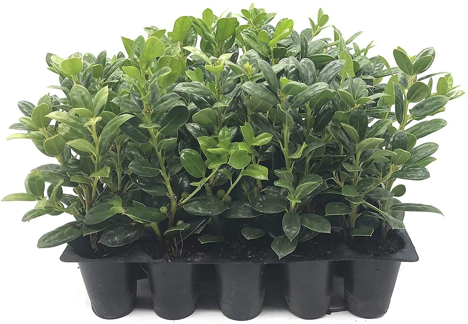 Dwarf Burford Holly