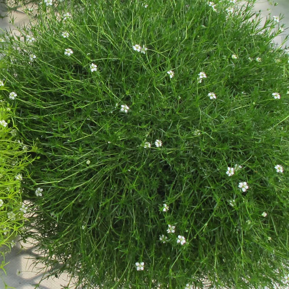 Sagina Plants, Ready for The Garden. 'Moss Green'. Compact Ground Cover, Lawn Replacement. Irish Moss. 9cm Plant x 2. Available from Bedwen Plants.