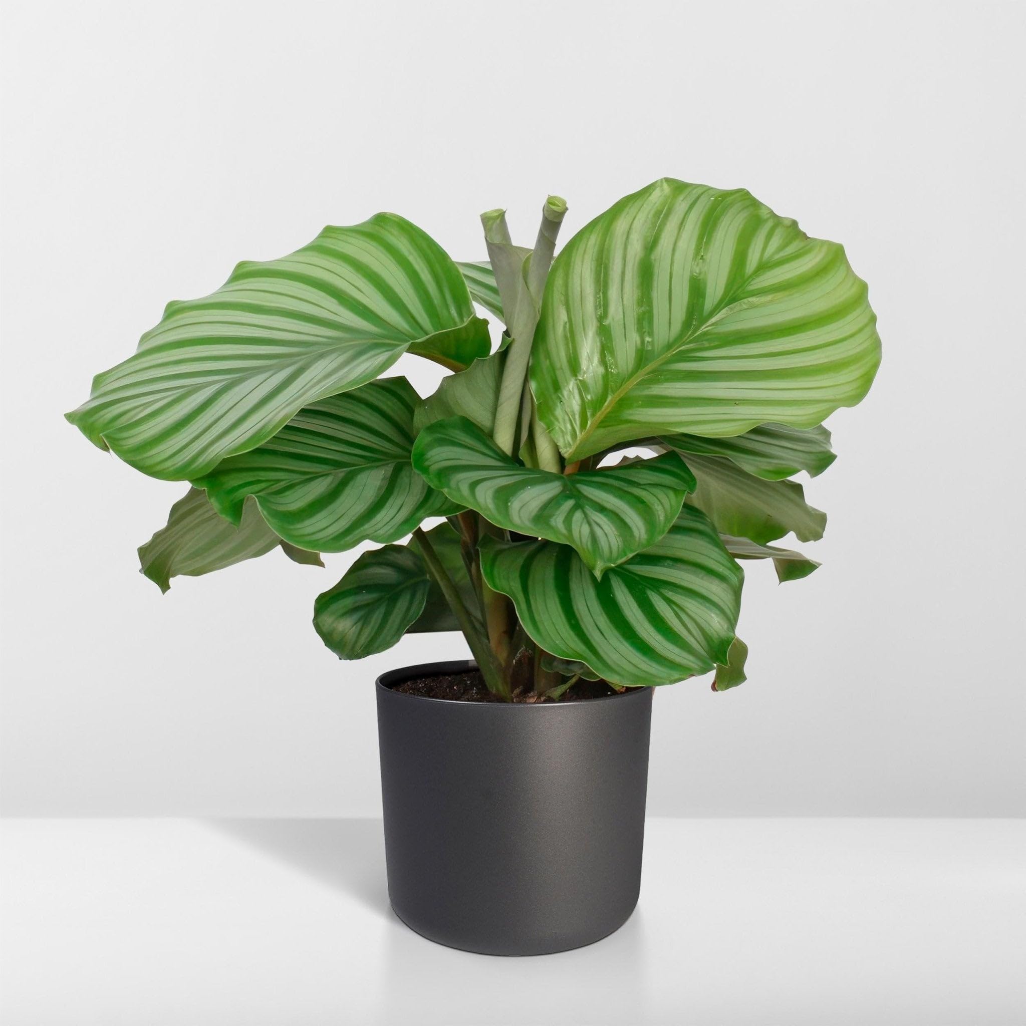 La Green Touch - Calathea Orbifolia - Plante d'intérieur - Pot 17cm, Hauteur 60 cm